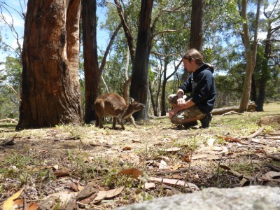 My Kangaroo friend
